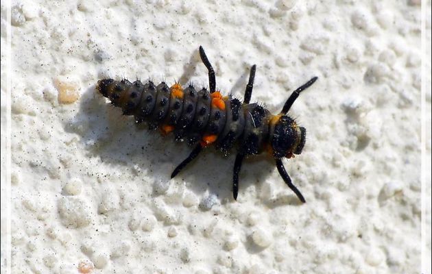 Ponte et naissances de Coccinelles à sept points (Coccinella septempunctata) - 2ème partie : des larves à l'imago - La Couarde-sur-Mer - Île de Ré - 17