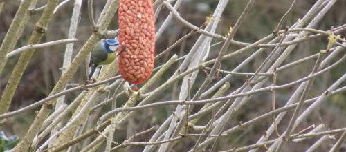Ce WE on compte les oiseaux au jardin