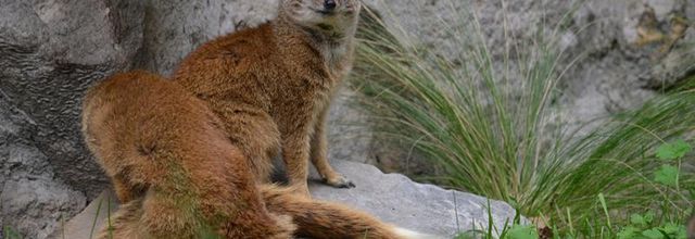 Ménagerie du jardin des Plantes : Mangouste jaune ou Mangouste fauve