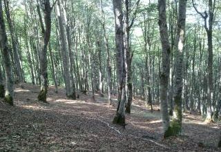 Un jour par la forêt, Marie Sizun (Arléa)