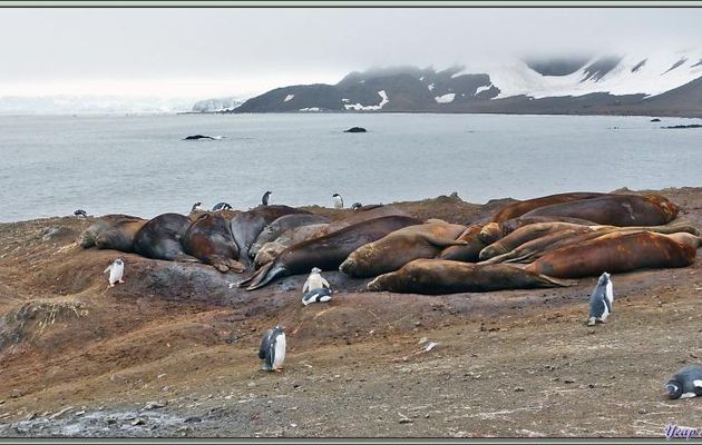 Photos des placides mais grognons Eléphants de mer (Mirounga leonina) - Hannah Point - Livingston Island - South Shetland Islands - Péninsule Antarctique