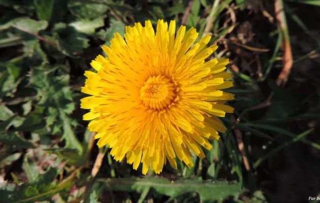 une fleur de pissenlit 