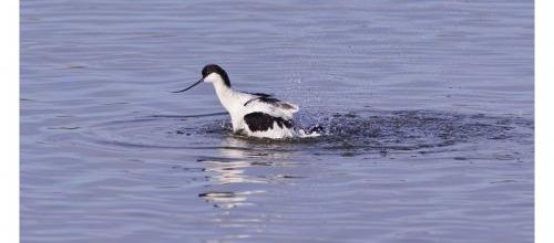 Avocette  élégante
