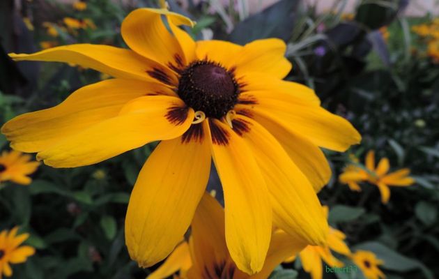un soleil pour votre Weekend