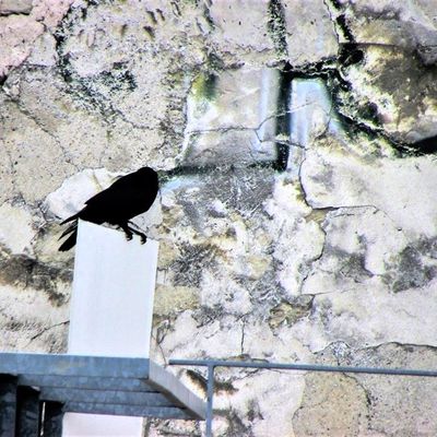 Les Corvidés