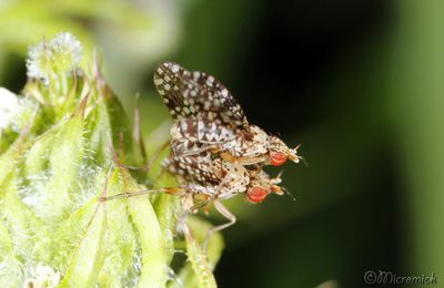  Mouche ponctuée (Trypetoptera punctulata) Faites l'amour, pas la guerre....