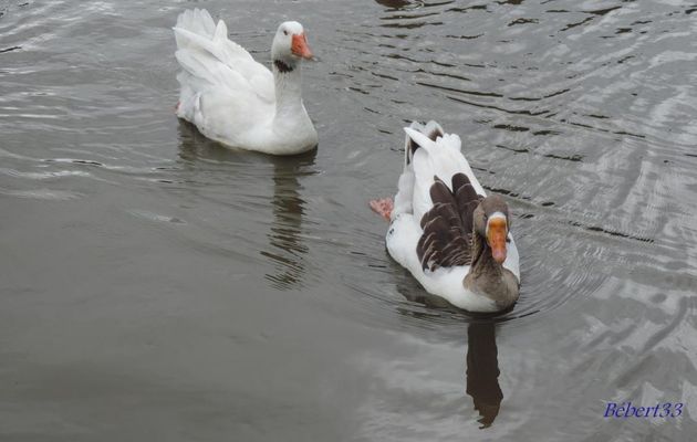 rencontre avec des oies 