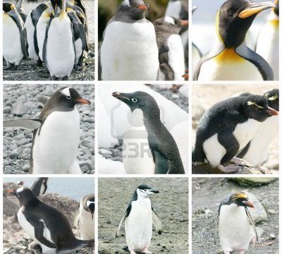 Le plus étrange des oiseaux de notre Terre.