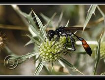 Guêpe Hymenoptera Apidea Spheciforme Ammophila sabulosa femelle sur Eryngium campestris (ou panicauts)...