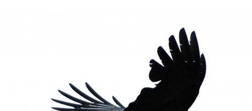 corbeau brillant