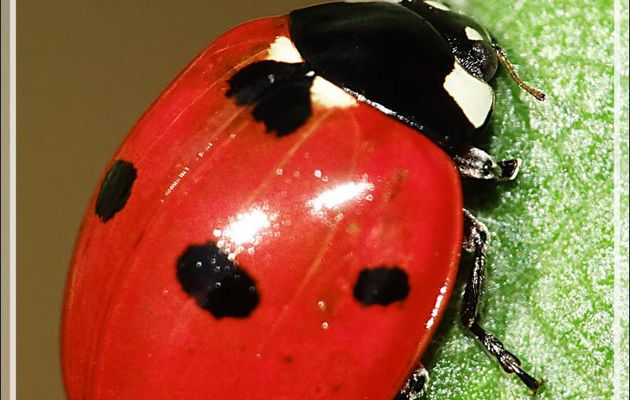Coccinelle à sept points (Coccinella septempunctata) - Lartigau - Milhas - 31