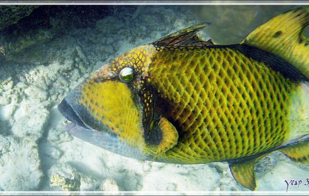 Baliste titan, Giant trigger-fish (Balistoides viridescens) - Snorkeling à Thudufushi - Atoll d'Ari - Maldives