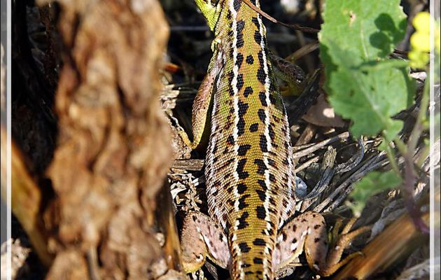 Lézard vert occidental, Lézard à deux raies (Lacerta bilineata) juvénile - Les Portes-en-Ré - Ile de Ré - 17