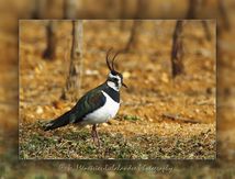Vanneau huppé - Vanellus vanellus