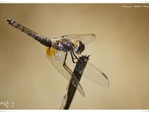 Trithémis pourpré ♀ (Trithemis annulata)