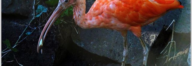 Ibis Rouge (1) - Eudocimus ruber