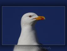 Goéland leucophée - Larus michahellis