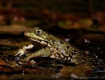 Grenouilles rieuses