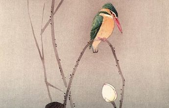 Le monde de Koson ... 