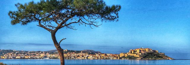 Pinède de Calvi