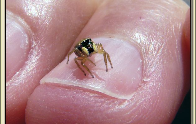 Mini araignée saltique - La Couarde-sur-Mer - Ile de Ré - 17