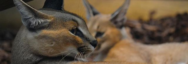 La Ménagerie, le Zoo du Jardin des Plantes : Sanaa et sa fille Ida, femelles Caracal