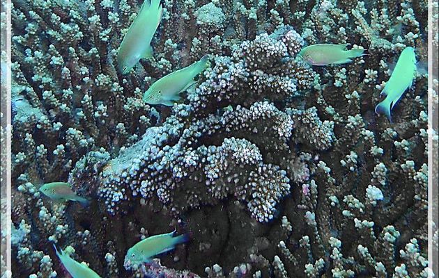 Demoiselle saphir, Blue damsel, Sapphire damsel (Portmanteaus pavo) - Antsoha (Rocher 4ème Frère) - Tsarabanjina - Mitsio - Madagascar