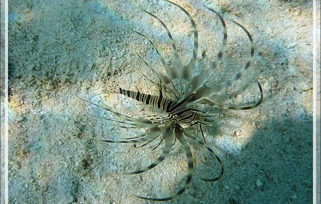  Snorkeling : Rascasse volante juvénile, Poisson scorpion, Poisson lion, Ptérois volant, Common lionfish, Devil firefish, Red lionfish (Pterois miles) - Moofushi - Atoll d'Ari - Maldives