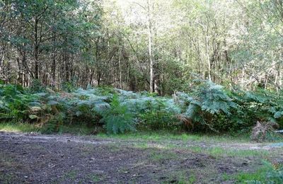 Depuis l'Etang de la Frêt - Marcher dans la forêt (fin)