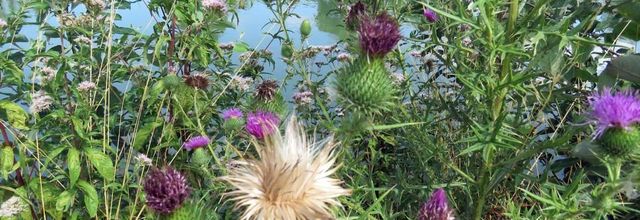 une abeille et des fleurs
