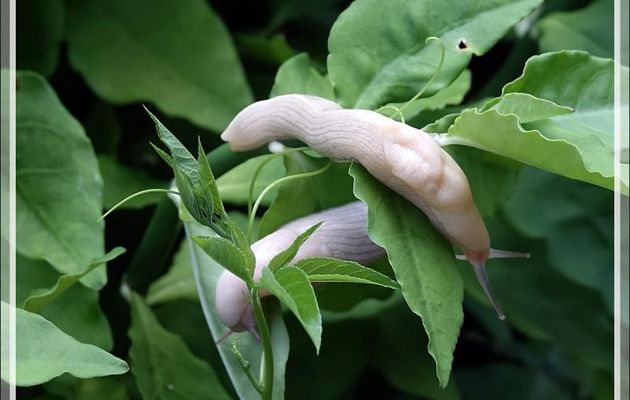 Limace blanche, White slug - Nosy Sakatia - Madagascar