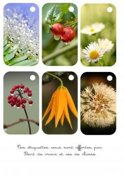 Cartonnettes fleurs et rosée