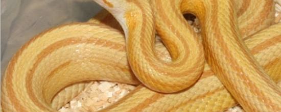 Butter stripe