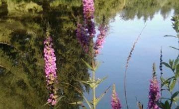 fleurs sauvages