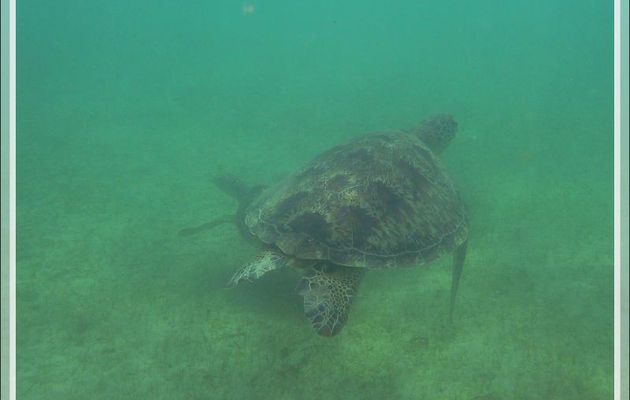 Snorkeling à Nosy Sakatia : tortues imbriquées (ou à écailles) - Madagascar