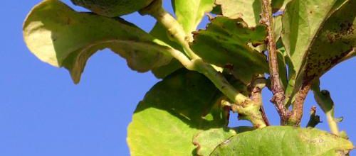 Agrumes verts sur l'arbre !