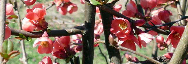 Printemps à 1250 m
