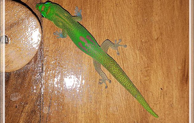Gecko de jour poussière d'or, Gold Dust Day Gecko (Phelsuma laticauda) - Nosy Tsarabanjina - Archipel des Mitsio - Madagascar