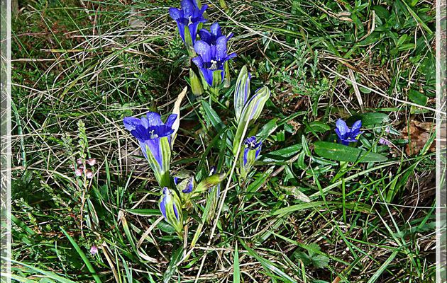 Station de Gentiane pneumonanthe ou des marais ou pulmonaire des marais (Gentiana pneumonanthe) : un peu de mieux - Lartigau - Milhas - 31