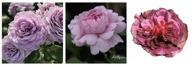 Les nouvelles roses de l'automne 2013 - Partie 4 : La goutte
