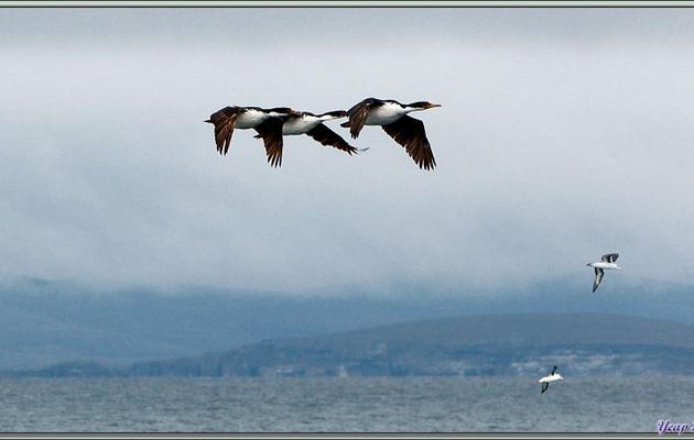 Escadrille de Cormorans impériaux en formation serrée: la Guerre des Malouines n'est-elle pas terminée? - Entre Saunders Island et Woolly Gut - Falkland Islands, Iles Malouines, Islas Malvinas