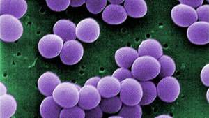 Staphylocoque : symptômes, traitement, contagion, qu'est ce que c'est ?  