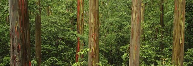 Les dernières grandes forêts du monde ... 