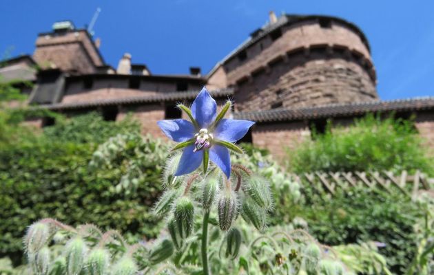 fleurs de bourrache 
