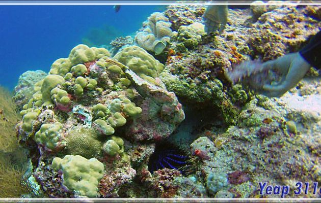 Rascasse scorpion et acanthaster bleue - Kuda Miaru Thila - Atoll d'Ari - Maldives