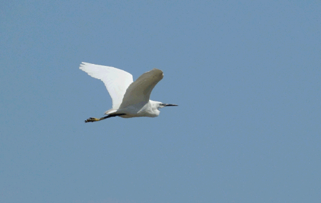 Le vol de l'Aigrette garzette, Little Egret fly (Egretta garzetta) - La Couarde-sur-Mer - Île de Ré - 17