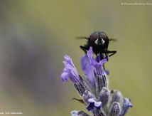 Mouche Verte ♀ du genre lucilia