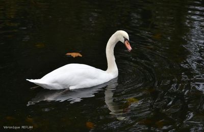 Comment les oiseaux de nos parcs supportent t'ils le froid ? 