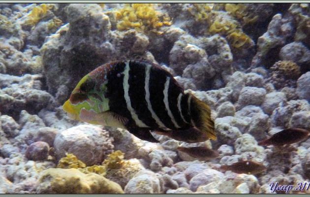 Labre Tamarin à bandes (Hemigymnus fasciatus) - Praslin - Seychelles