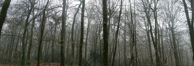 Balade en forêt